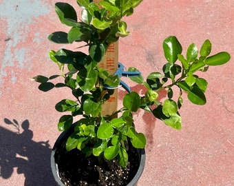 Fresh Kaffir Lime Plants from seeds, Citrus hystrix, or Makrut lime 2”-30”