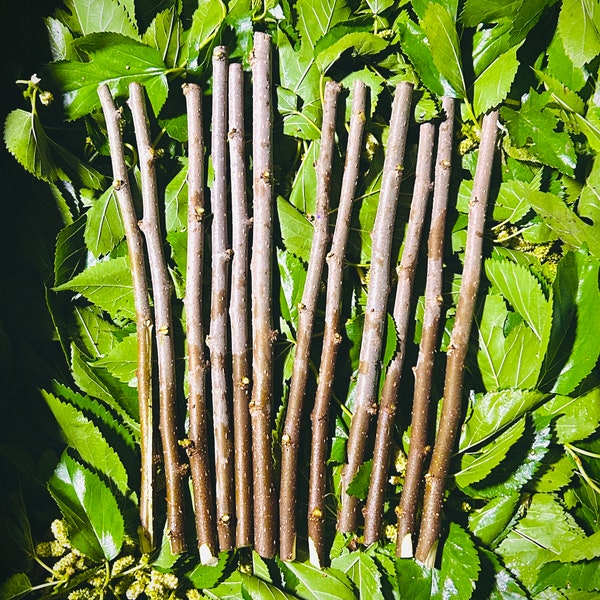 White Mulberry Cuttings Unrooted 10-12 inches