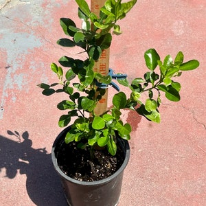 Live Kaffir Lime Plant, Citrus hystrix, or makrut lime,2”-30”