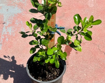 Live Kaffir Lime Plant, Citrus hystrix, or makrut lime,2”-30”