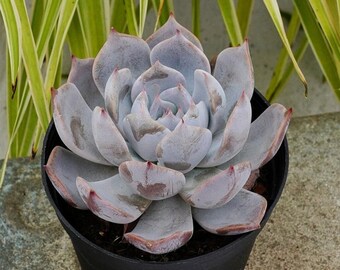 エケベリア スノー プリンセス - 多肉植物 - Etsy 日本