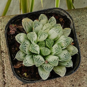 Haworthia Cooperi Variegata-Succulent