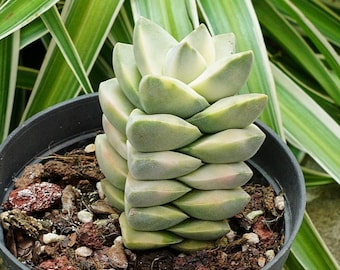 Crassula Moonglow Variegated - Rare Cacti, Cactus Plants Live