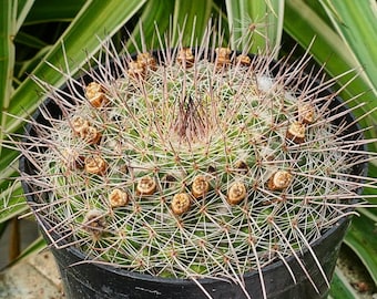 Live Cactus-rare Cactus-mammillaria Vagaspina Craig - Etsy