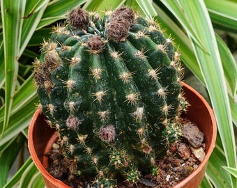 Cactud Neoraimondia Herzogiana Cactus, Baseball Bat Cactus, Live