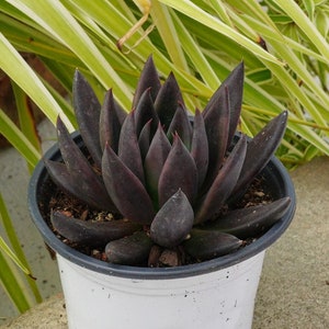 Echeveria Black Knight - Succulenta