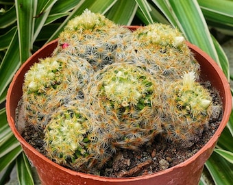 Live Cactus-rare Cactus-mammillaria Vagaspina Craig - Etsy