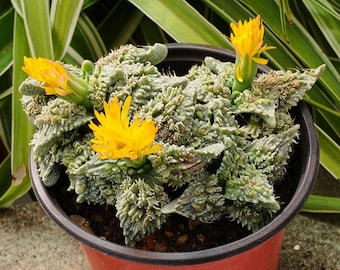 Faucaria Tuberculosa - Succulent