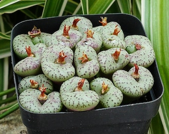 Conophytum Obcordellum - Rare Cacti, Cactus Plants Live
