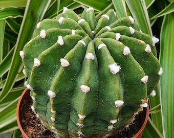 Echinopsis famatimensis Werdermann - Cactus rares, cactus vivants