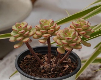 Echeveria Tango-Sukkulente