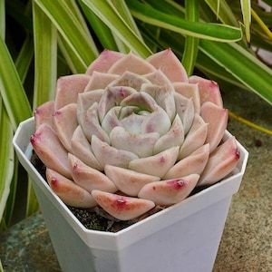Echeveria Elegans White Rose - Succulent