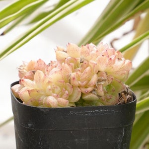 Echeveria Yunyan-Succulent