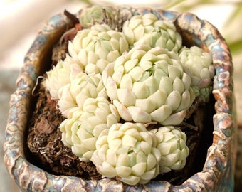 Echeveria Ball of Fat-Succulent