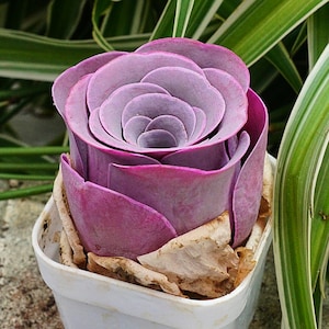 Greenovia Aurea Cherries Rose - Rare Cacti, Cactus Plants Live