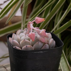 May include: A small succulent plant with pink flowers growing in a black plastic pot. The plant is surrounded by green foliage.