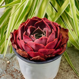 Echeveria Relena-Succulenta