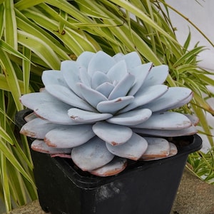 Puede incluir: Una planta suculenta de color azul claro en una maceta de plástico negra. La planta está sentada sobre una superficie de piedra gris.