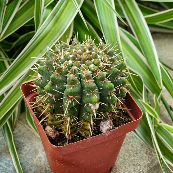 Echinopsis Leopard - Rare Boobie Cactus, Mothers Day Gift