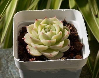 Echeveria Covadi-Succulent