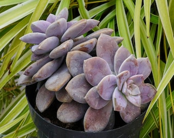 Graptopetalum Superbum - Succulent