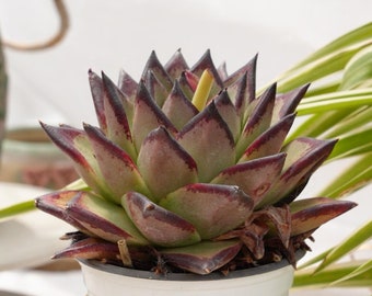 Echeveri Agavoides Ebenholz-Sukkulenten