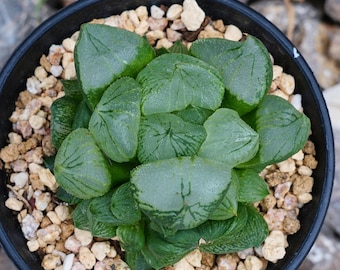 Haworthia Poppy - Succulent - Etsy
