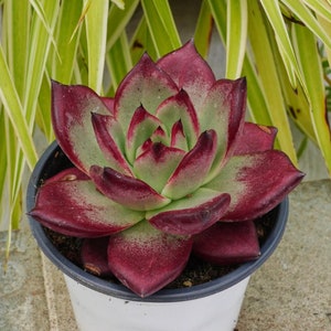 May include: A succulent plant with dark red leaves in a white pot. The plant is sitting on a gray surface.