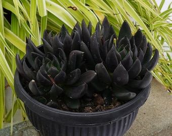 May include: A black succulent plant in a black pot with a ribbed design. The plant is sitting on a gray stone surface.