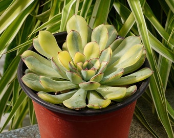 Echeveria Lotus Fairy Variegated-Suckulent