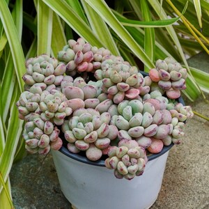 May include: A white ceramic pot filled with a cluster of succulents. The succulents have green and pink leaves. The background features green and white striped leaves. The pot is sitting on a gray stone surface.