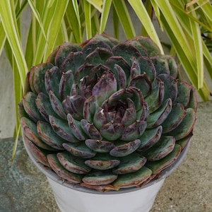 Echeveria Blue Enchantress - Etsy
