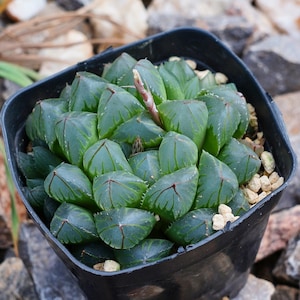 Haworthia Cooperi OH - Succulent