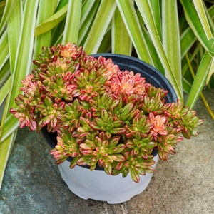 Aeonium Loartei Variegated - Succulent