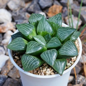Haworthia Correcta Water Shadow - Succulent