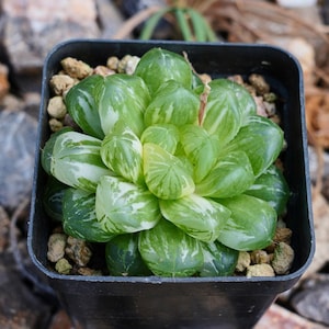 Haworthia Cooperi Suzhou Variegated - Succulent