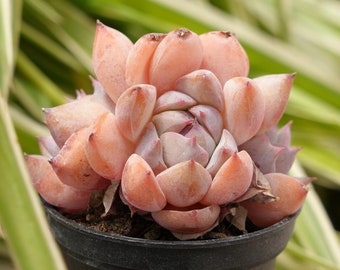 Echeveria Prism-Succulent