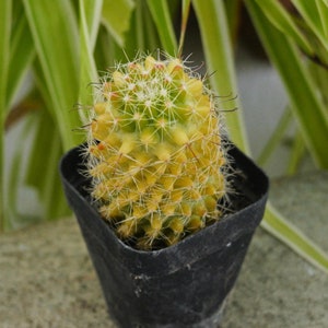 Mammillaria Jaliscana Red - Rare Cacti, Cactus Plants Live