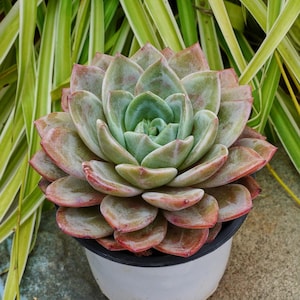 Echeveria German Champagne-Succulent