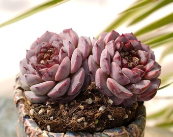 Echeveria Lila Granatapfel-Sukkulenten