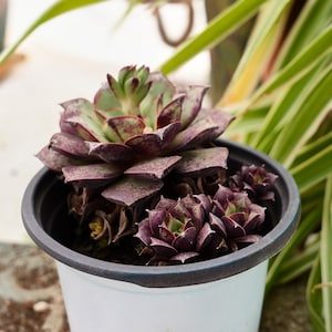 Echeveria Longissima-Succulent