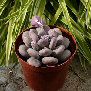 Graptopetalum Amethystinum-Succulente