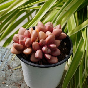 Graptoveria Avant-garde-Succulent