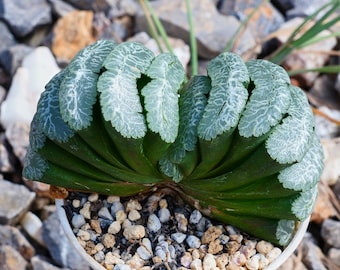 Homalomena anthurioides 【TB2303】TB正規タグ付き Haworthia Truncate Yuji - Succulent - Etsy