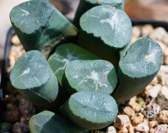 Haworthia Maughanii Corolla - Suculenta