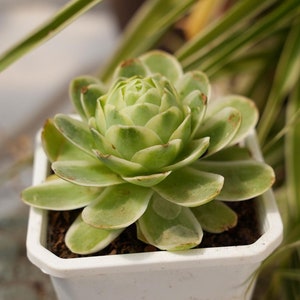 Echeveria Gem-Succulent