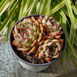 Pachyphytum Garciae-Succulente