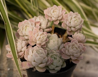 Echeveria Elegans Alba-Succulente