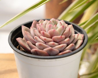 Echeveria Ariel-Succulent