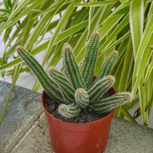 Symplocos Paniculata - Rare Boobie Cactus, Mothers Day Gift, Myrtillocactus Geometrizans Fukurokuryuzinboku